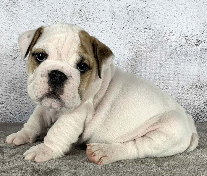 ACHLINVE ENGLISH BULLDOG PUPPY 34