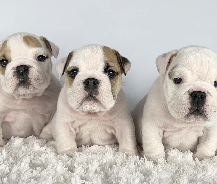 ACHLINVE ENGLISH BULLDOG PUPPY 24