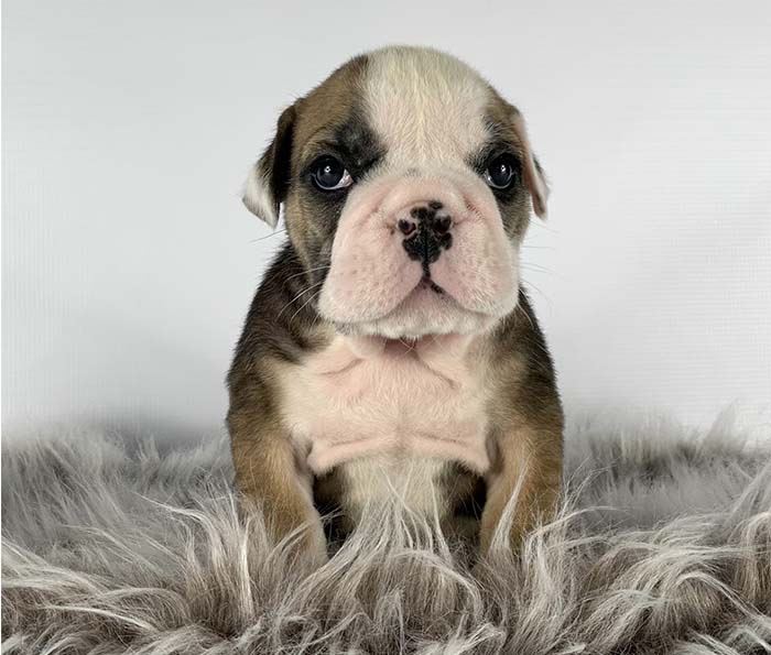 ACHLINVE ENGLISH BULLDOG PUPPY 16