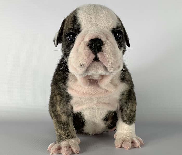 ACHLINVE ENGLISH BULLDOG PUPPY 15
