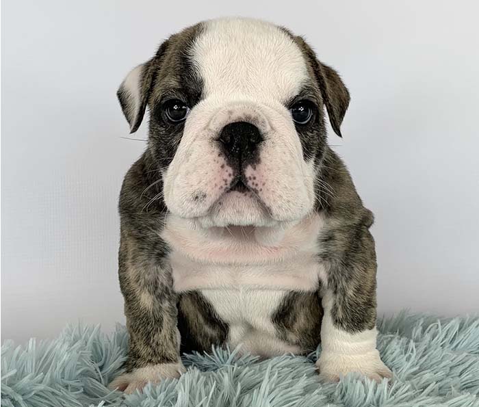 ACHLINVE ENGLISH BULLDOG PUPPY 14