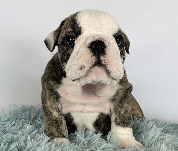 ACHLINVE ENGLISH BULLDOG PUPPY 13
