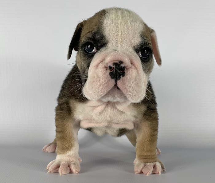 ACHLINVE ENGLISH BULLDOG PUPPY 12