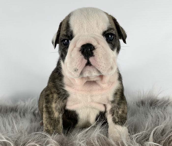 ACHLINVE ENGLISH BULLDOG PUPPY 11