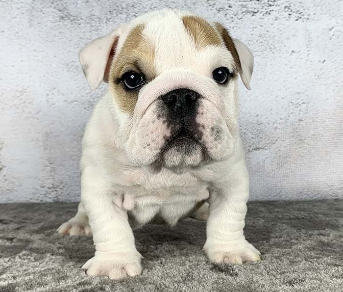 ACHLINVE ENGLISH BULLDOG PUPPY 29