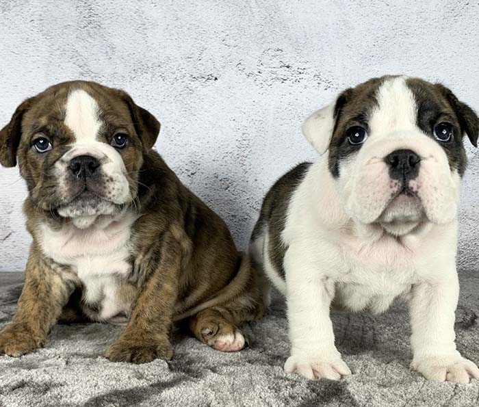 ACHLINVE ENGLISH BULLDOG PUPPY 28